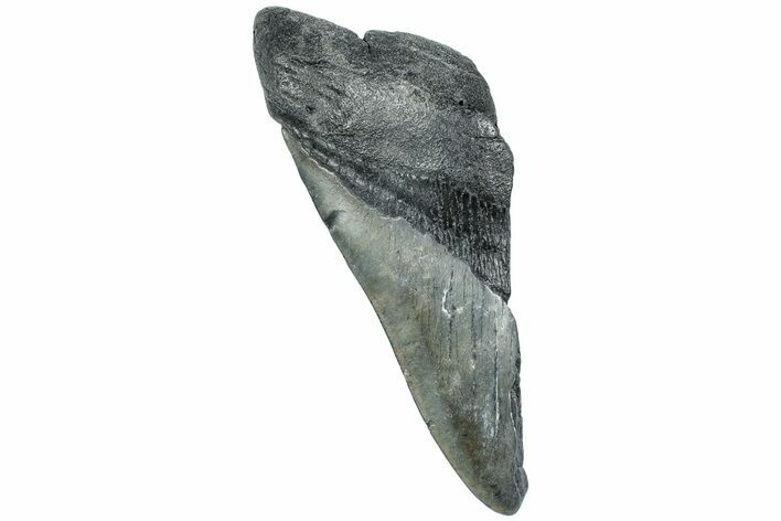 Partial Megalodon Tooth - South Carolina #226550